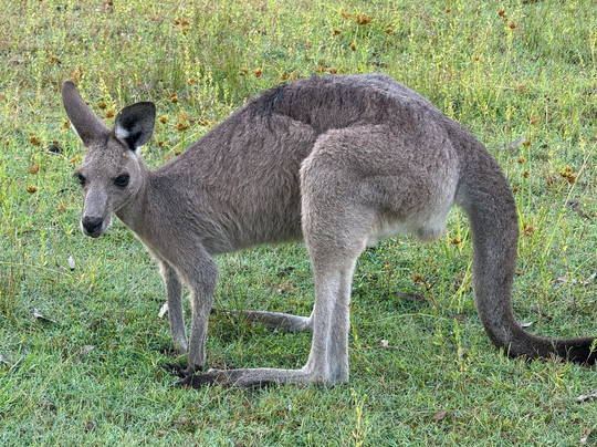 Coombabah Lakes Conservation Area-Coombabah必去景点