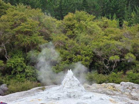 Lady Knox Geyser-罗托鲁瓦必去景点