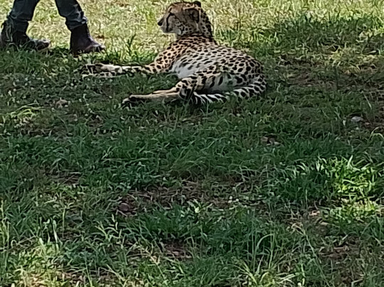 Lion and Cheetah Sanctuary-柯立南必去景点