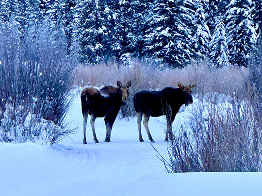 Old Faithful Snowmobile Tours - Day Tours-杰克逊必去景点
