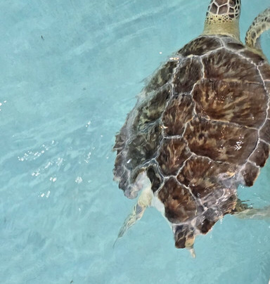 Navarre Beach Sea Turtle Conservation Center-纳瓦拉必去景点