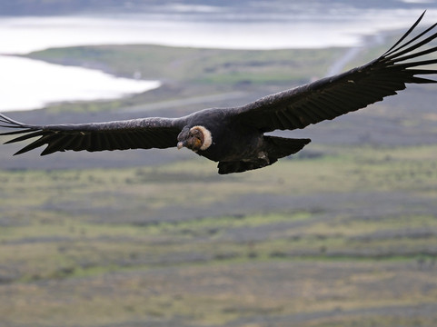 Far South Expeditions-蓬塔阿雷纳斯必去景点