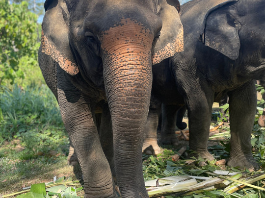The Lake Phuket Elephant Home-Thep Krasatti必去景点