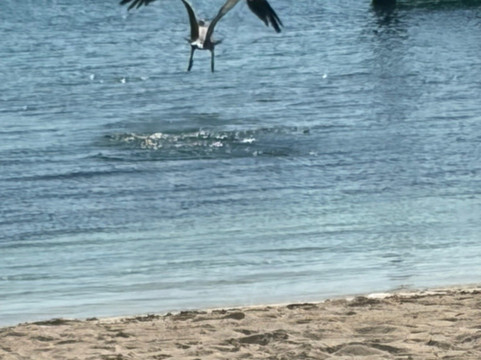 Neal Watson's Bimini Scuba Center-Alice Town必去景点