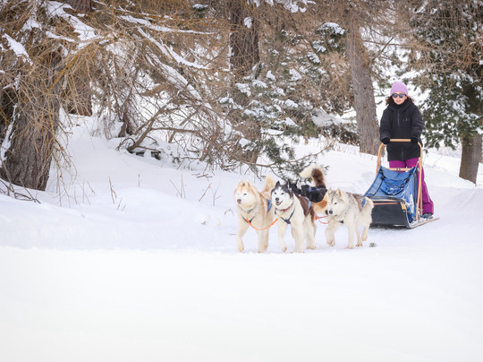 The Husky Experience Sestriere-Sestriere必去景点