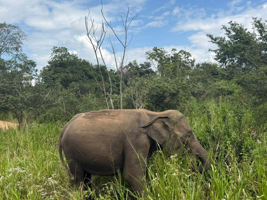 Ceylon Safari-哈巴拉娜必去景点