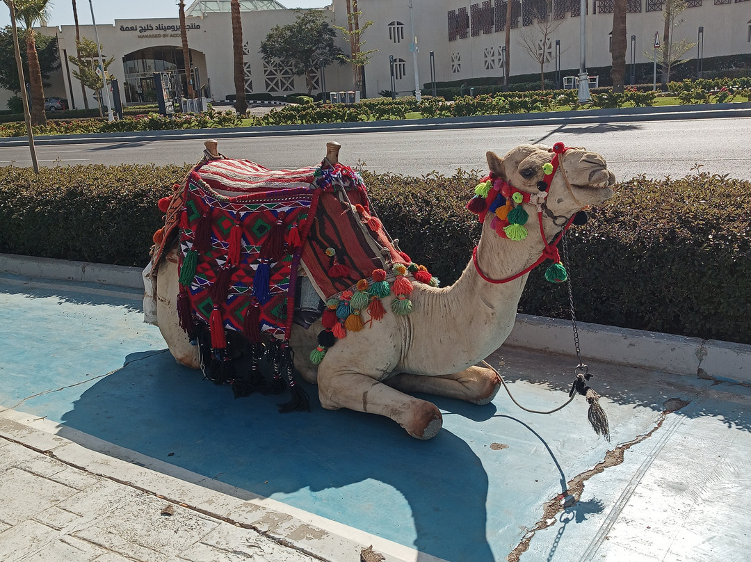 Intours Egypt Sharm Elsheikh-沙姆沙伊赫必去景点