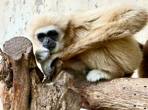 Terra Natura Benidorm-贝尼多姆必去景点