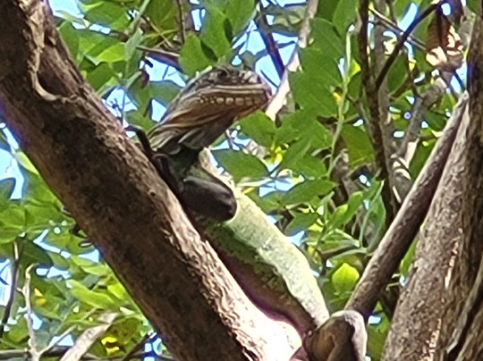 TY-Domino Catamaran-Le Robert必去景点