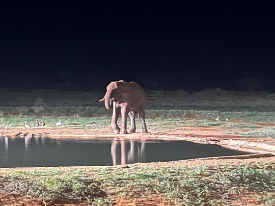 Safari Kenya roberto toba-瓦塔木必去景点