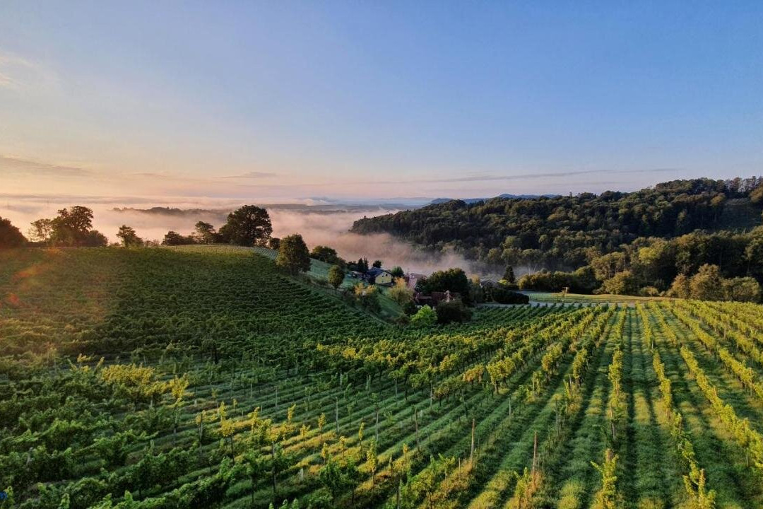 Weingut & Ferienwohnungen Lenhard