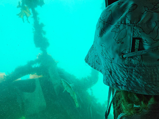 Lochmara  Marlborough Sounds-皮克顿必去景点