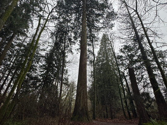Redwood Park-素里必去景点