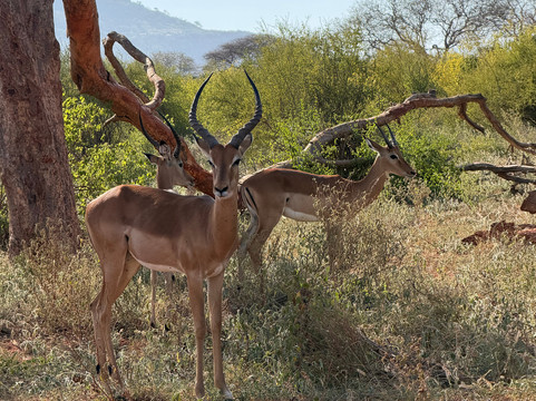 Eddison Safari Kenya-瓦塔木必去景点