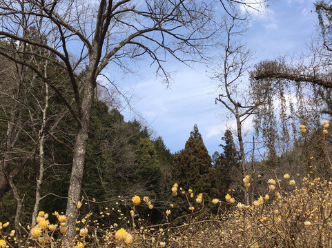 Mushiidani no Mitsumata Colony-安艺高田市必去景点