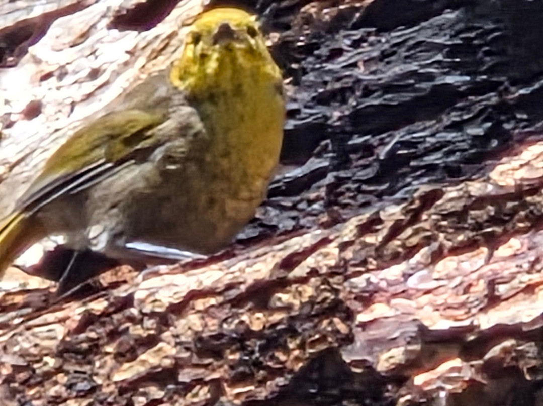 Ulva Island-斯图尔特岛必去景点