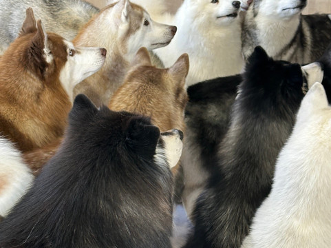 The Huskitory-马六甲必去景点