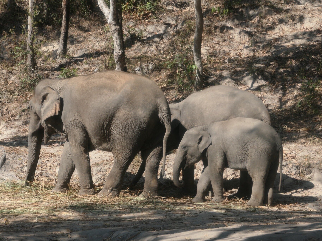 Pon Elephant Thailand-清迈必去景点
