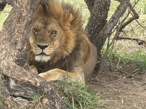 Tanzania-Experience-阿鲁沙必去景点