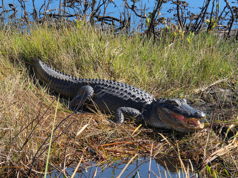 Everglades Swamp Tours-Everglades Wildlife Management Area必去景点