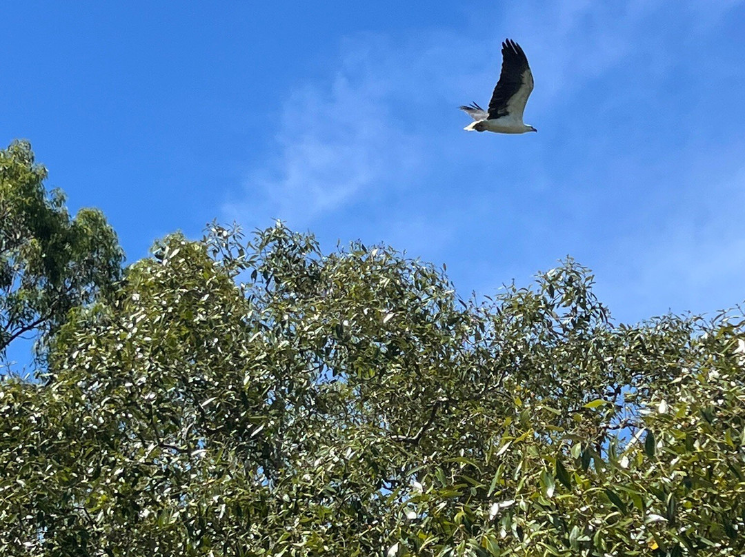 Hervey Bay Eco Marine Tours-赫维湾必去景点