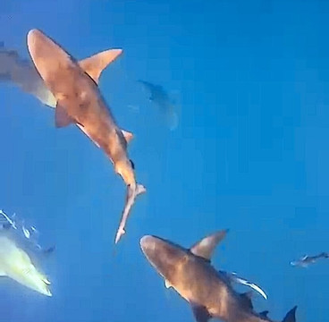 Triton diving-普拉亚德尔卡曼必去景点