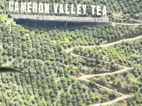 Cameron Valley Tea-丹那拉塔必去景点