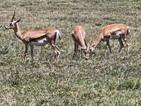 Ngurdoto Crater-阿鲁沙必去景点