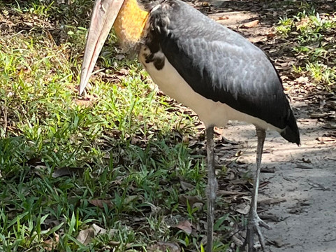 Cardamom Mountains-戈公必去景点
