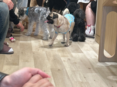 Dog Cafe Rio Akihabara-千代田区必去景点