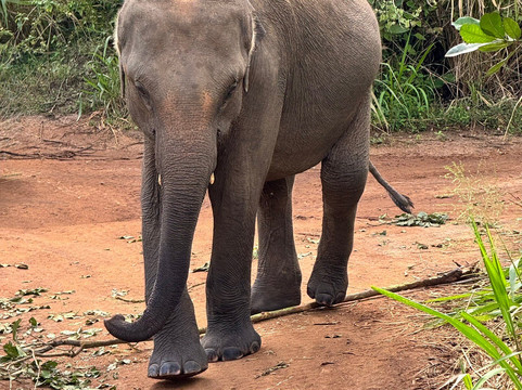 Chathu Lanka Tours-康提必去景点