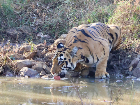 Tadoba Andhari National Park-Chandrapur District必去景点