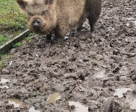 Aston Springs Farm-罗瑟勒姆必去景点