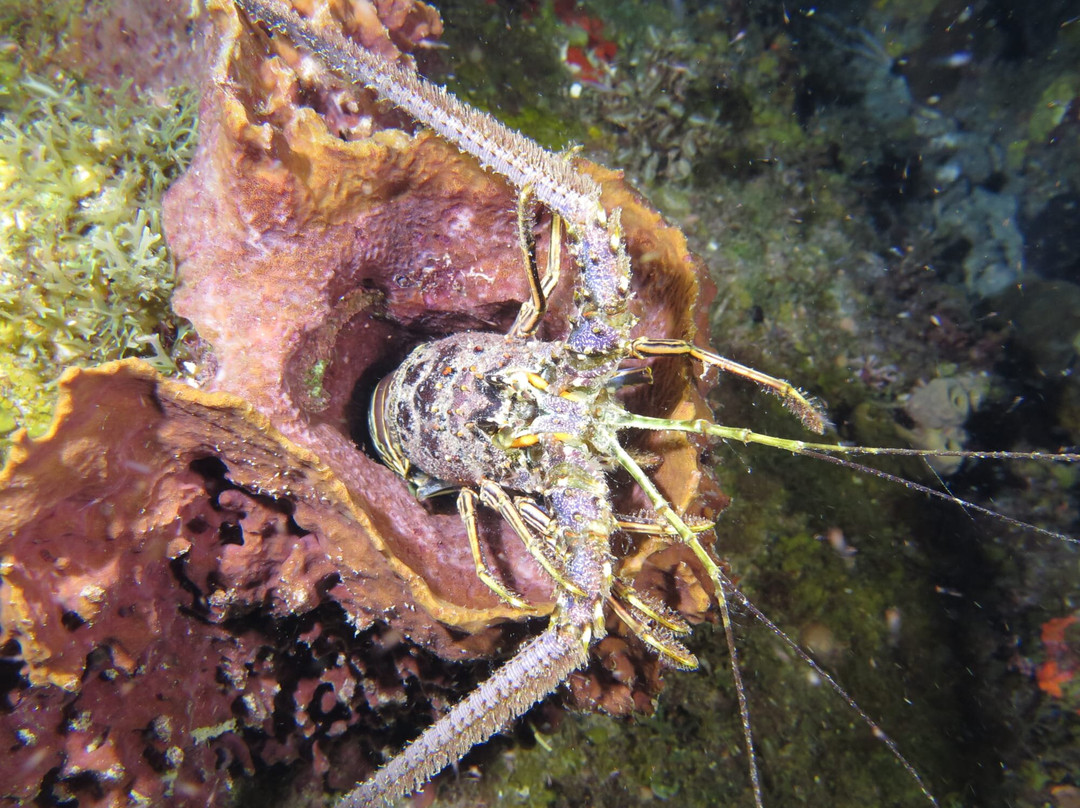 Alpha Plongée Martinique-Les Anses d'Arlet必去景点