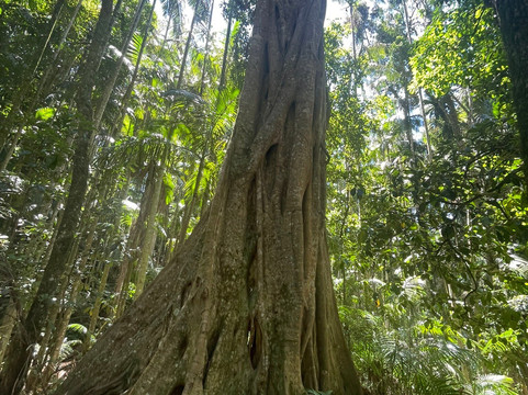 Curtis Falls-丹百林山必去景点