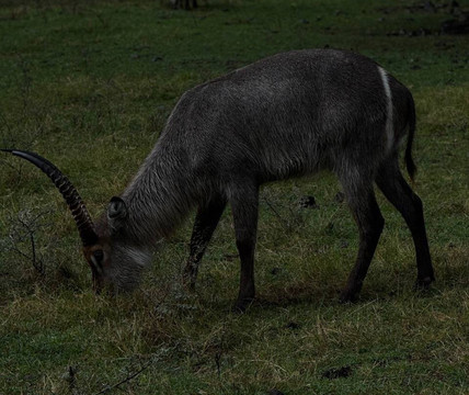 Safari Adventures-Cascavelle必去景点