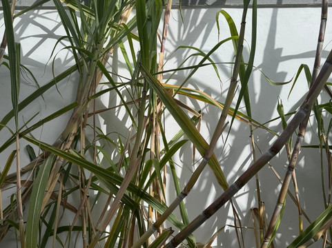 Arehucas Rum Distillery-Arucas必去景点