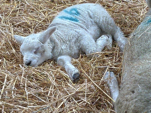 Court Farm Country Park-Banwell必去景点