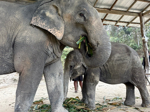 The Chai Lai Orchid-Mae Win必去景点