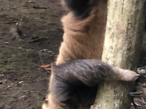 Proyecto Asis-福德圣卡洛斯必去景点