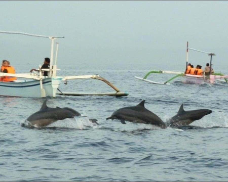 Dolphin ovina tours-罗威那海滩必去景点