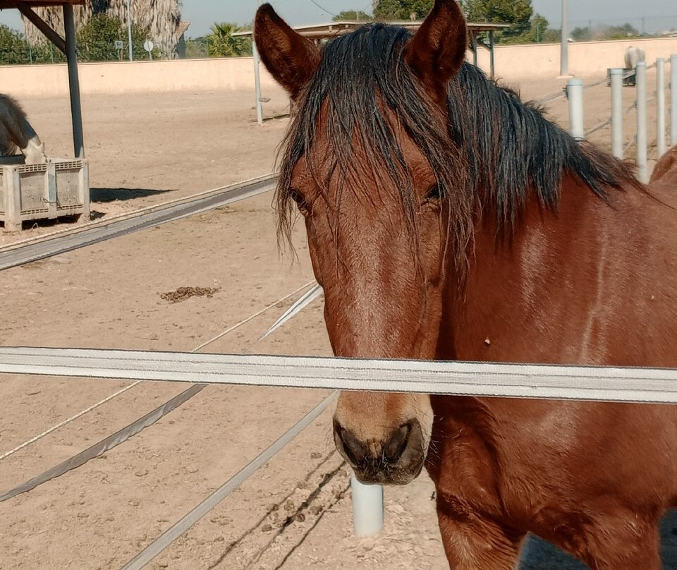 Easy Horse Care Rescue Centre-罗哈莱斯必去景点