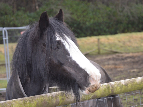 Matlock Farm Park-马特洛克必去景点