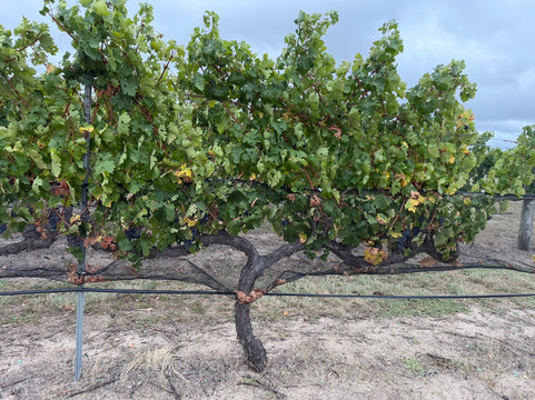 Ridgemill Estate Winery & Cellar Door-史丹霍普必去景点