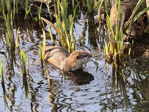 Marwell Zoo-温彻斯特必去景点