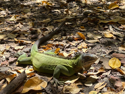 Balade du Soleil-Le Francois必去景点
