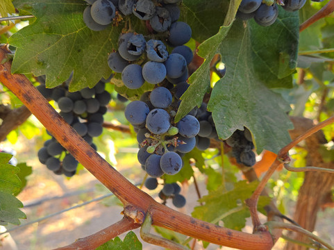 Campo La Quirinca-Isla de Maipo必去景点