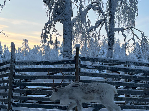 Wild Nordic Levi-Levi必去景点