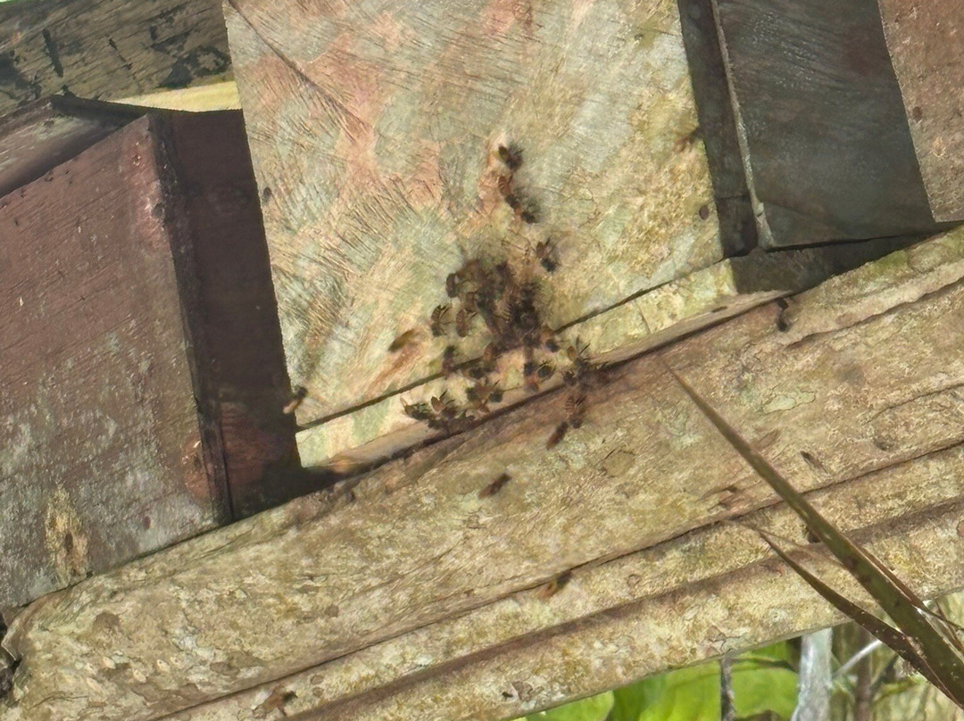 Honeybee Farm & Luwak Coffee Agrotourism-登安南必去景点