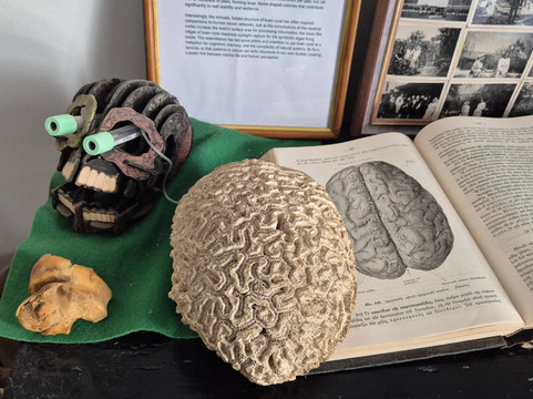 Kyriazis Medical Museum-拉纳加必去景点